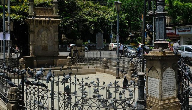 कबुतरखान्यांसाठी महापालिकेकडून पर्यायी जागांचा शोध