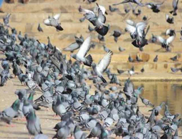 गोरेगावमध्ये खुलेआम कबुतरांना खाद्य देणे सुरूच