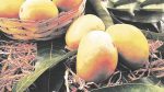 या वर्षीही हापूसची चव उशिराच; आंबा बागायतदार चिंतेत !