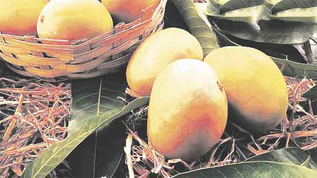 या वर्षीही हापूसची चव उशिराच; आंबा बागायतदार चिंतेत !