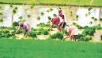 सांगली पॅटर्न : कृषी विकासाची नवी दिशा