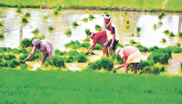 सांगली पॅटर्न : कृषी विकासाची नवी दिशा