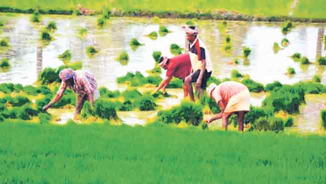 सांगली पॅटर्न : कृषी विकासाची नवी दिशा