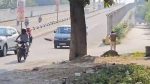 ईस्टर्न फ्रीवेसाठी मुंबईतील ३२० झाडे तोडणार!