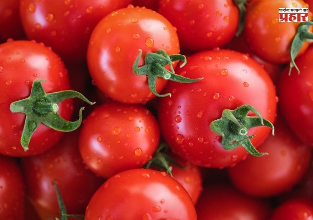 टोमॅटो खाण्याचे 'हे' फायदे ऐकलेत तर तुम्ही आजपासूनच टोमॅटोचे सेवन करायला सुरुवात कराल