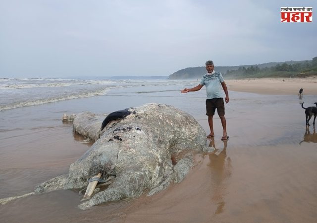वायंगणी कांबळीवाडी समुद्रकिनारी कुजलेल्या अवस्थेत आढळला भला मोठा व्हेल मासा...