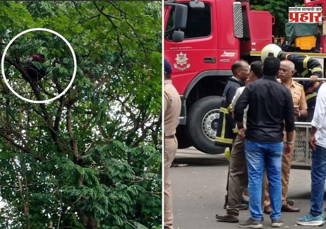 पोलिसांनी दंड आकारल्याने झाडावर चढून तरूणाचे आंदोलन