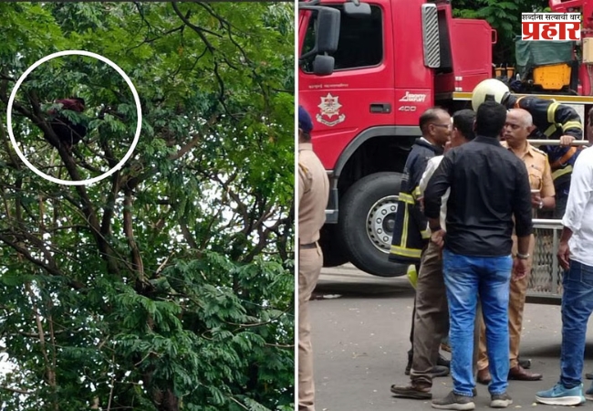 पोलिसांनी दंड आकारल्याने झाडावर चढून तरूणाचे आंदोलन