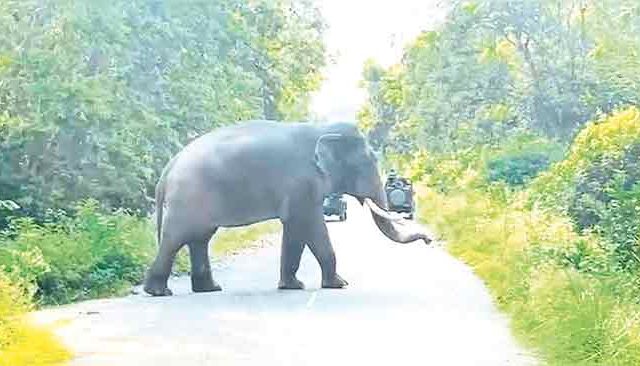 कोकणात वन्यप्राणी रस्त्यांवर...!