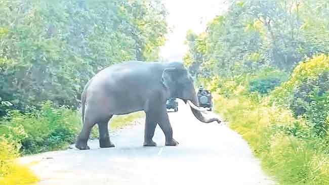 कोकणात वन्यप्राणी रस्त्यांवर…!