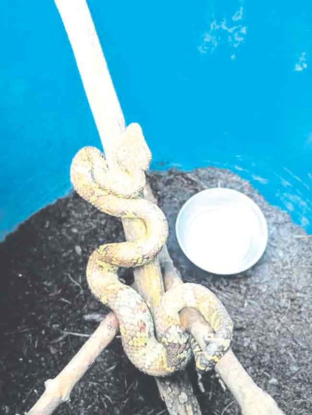 बदलापुरात आढळला दुर्मीळ मलबार पिट वायपर प्रजातीचा साप