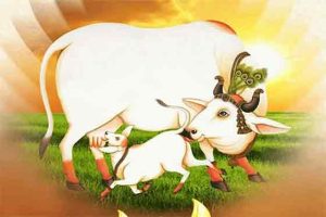 वसुबारस २०२५; तिथी, पूजा विधी, कालावधी आणि शुभ मुहूर्त जाणून घ्या