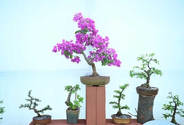 राणीबागेत चला बोन्साय आणि ओरिगामी कला प्रदर्शन पहायला