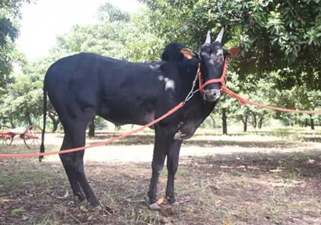 काय सांगता ? २८० किलोच्या हिंदकेसरी कॅप्टन बैलाची इतक्या लाखांना विक्री