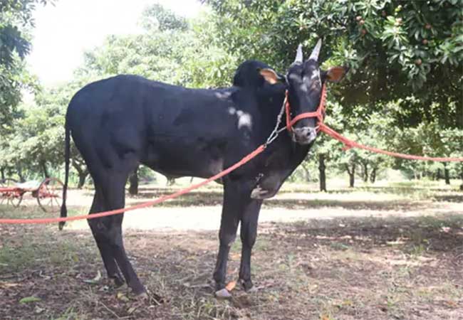 काय सांगता ? २८० किलोच्या हिंदकेसरी कॅप्टन बैलाची इतक्या लाखांना विक्री