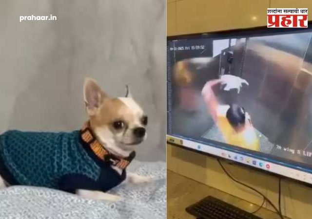 Bengaluru News : क्रूरतेला कळस! मोलकरणीनं लिफ्टमध्ये कुत्र्याच्या पिल्लाला आपटून संपवलं; मोलकरणीचं खोटं नाटक CCTV फुटेजमुळे उघडं