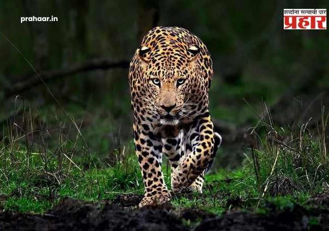 Leopard Conflict : 'गोळी' की 'नसबंदी'? बिबट्याला पकडण्यासाठी सरकारचा मास्टरस्ट्रोक! तब्बल 'इतक्या' कोटींचा खर्च करणार अन्...