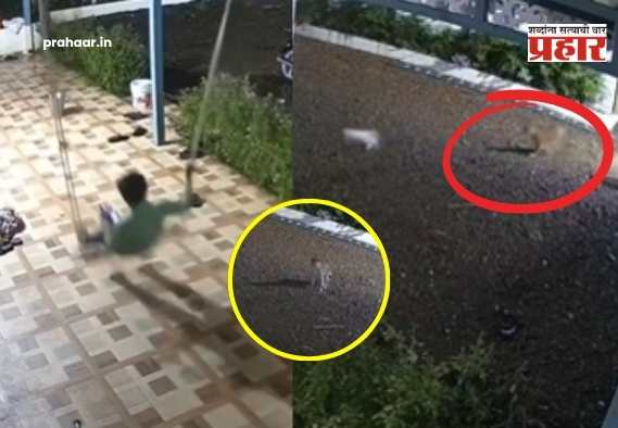 Pune Shirur Leopard Attack : ‘बिबट्या आला रे!’… आणि होत्याचं नव्हतं होता होता वाचलं! – झोक्यावर खेळणाऱ्या चिमुकल्याजवळ बिबट्या, थरार CCTV मध्ये!