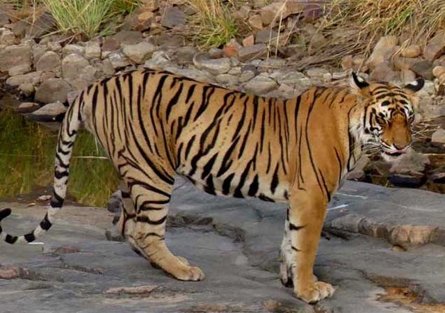 न्यूमोनियामुळे श्वसनप्रणाली बंद झाल्याने ‘शक्ती’ वाघाचा मृत्यू