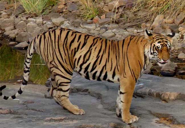 न्यूमोनियामुळे श्वसनप्रणाली बंद झाल्याने ‘शक्ती’ वाघाचा मृत्यू