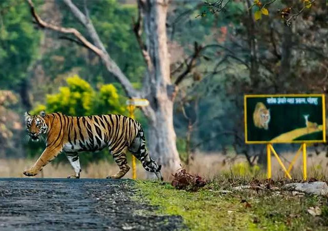 ताडोबा व्याघ्र प्रकल्प परिसरातील ८०० एकर जागेचे होणार पर्यावरणीय पुनरुज्जीवन