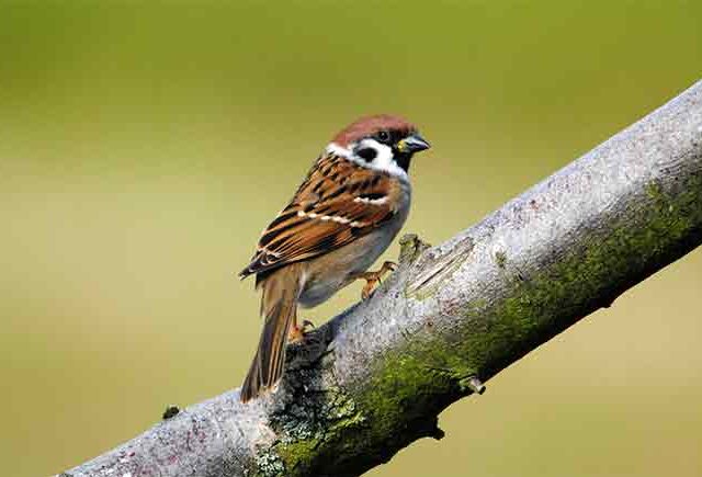 चिमणीची गोष्ट...