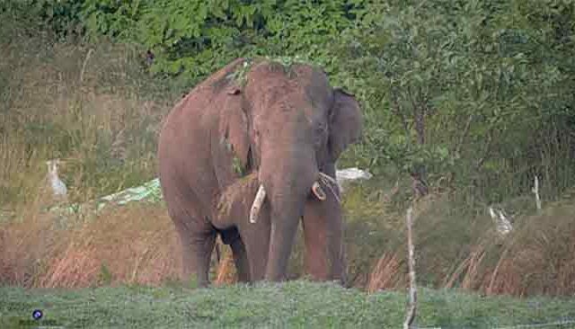 सावंतवाडी, दोडामार्ग परिसरात ६ हत्तीचं वावर ; ओंकार हत्तीला सोपवणार वनतारा कडे