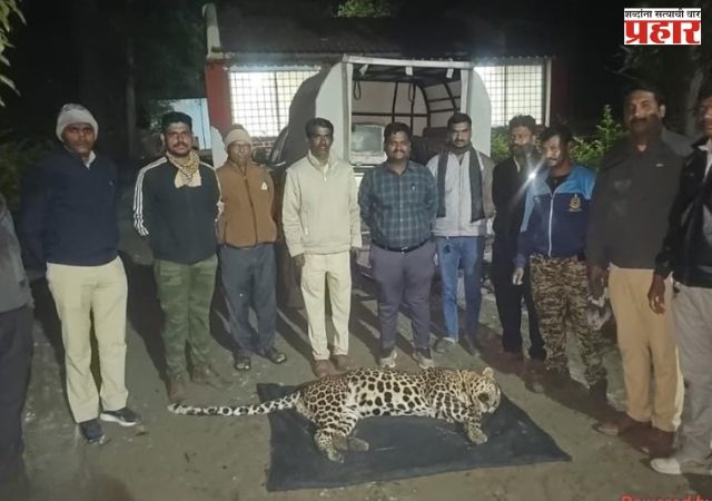 एका नरभक्षक बिबट्याचा शेवट; दुसऱ्या बिबट्यालाही ठार करण्याची परवानगी