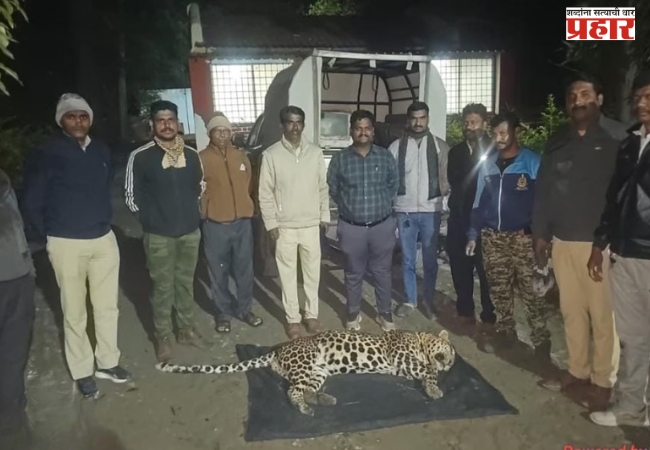 एका नरभक्षक बिबट्याचा शेवट; दुसऱ्या बिबट्यालाही ठार करण्याची परवानगी