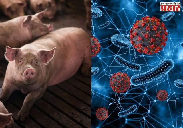 नाशिकमध्ये आफ्रिकन स्वाईन फिव्हरची नोंद, प्रशासन अलर्ट मोडवर!