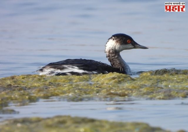 बोईसरच्या श्रीकृष्ण मंदिर तलावात काळ्या मानेची टिबुकली