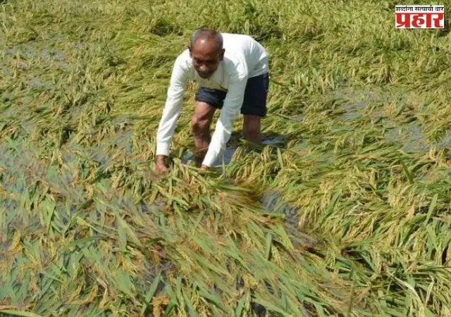 अतिवृष्टीचे संकट, पण सरकारचा आधार; अतिवृष्टीग्रस्त शेतकऱ्यांच्या कर्जवसुलीला एक वर्षाची स्थगिती