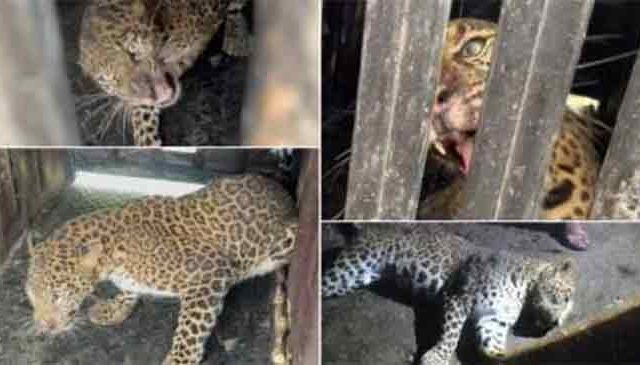 बिबट्यांची दहशत