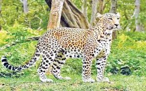 व्हिडीओची सत्यता तपासण्याचे वन विभागाचे आवाहन