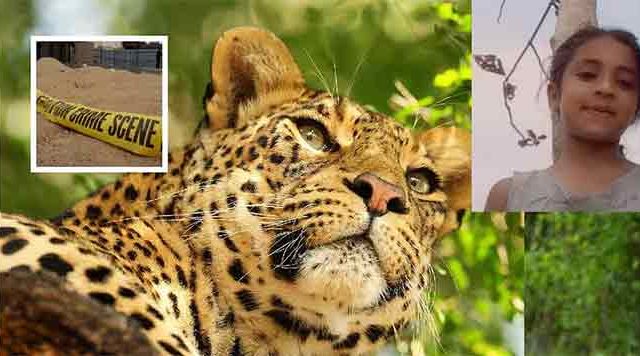 गोंदिया जिल्ह्यात बिबट्याचा कहर; शेतात गेलेल्या ९ वर्षीय रुचीचा उपचारादरम्यान मृत्यू