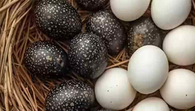 काळी अंडी की सफेद अंडी... शरीरासाठी जास्त फायदेशीर कोणतं अंड ? जाणून घ्या सविस्तर
