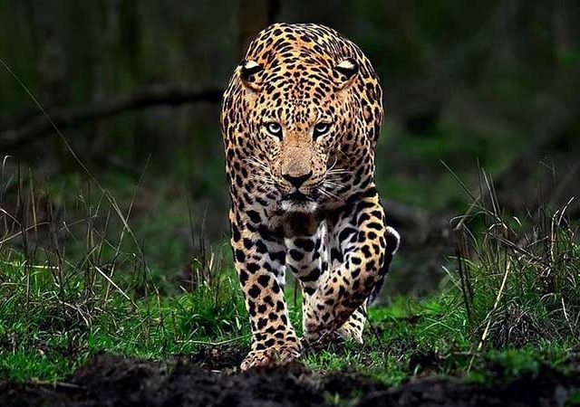 बिबट्याच्या दहशतीवर उपाययोजना करण्याची मागणी