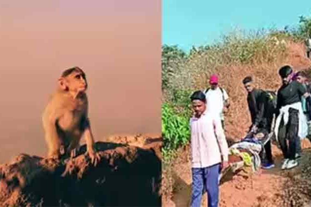 माकडांची मस्ती बेतली तरुणीच्या जीवावर; राजगडावर घडली भयंकर घटना