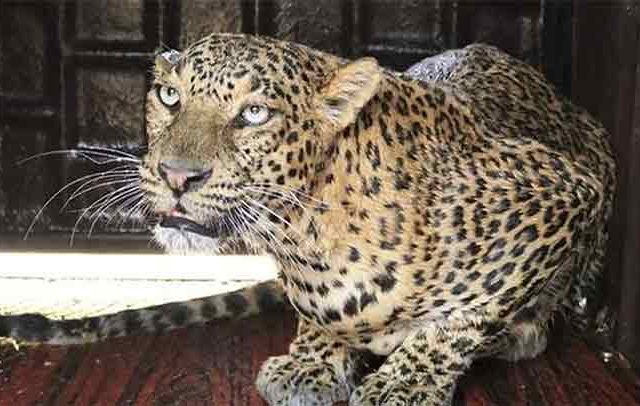 पिंपरखेड परिसरातील नरभक्षक बिबट्या ठार ; वनविभागाची कारवाई