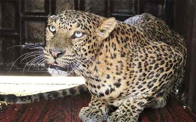 पिंपरखेड परिसरातील नरभक्षक बिबट्या ठार ; वनविभागाची कारवाई