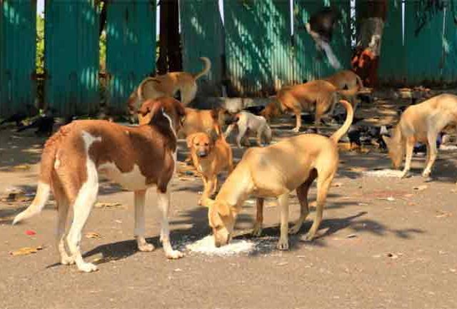 मुंबईत आधीपासूनच ८ ठिकाणी भटक्या श्वानांचे निर्बिजीकरण, लसीकरण