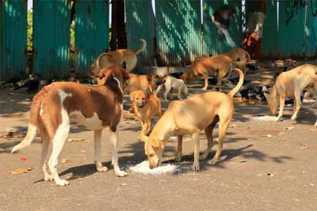 मुंबईत आधीपासूनच ८ ठिकाणी भटक्या श्वानांचे निर्बिजीकरण, लसीकरण