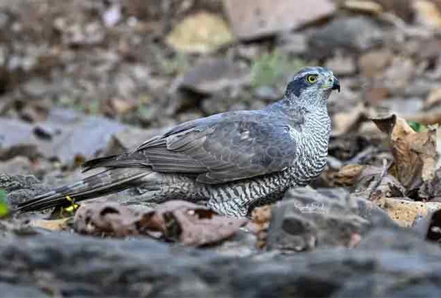 तानसा अभयारण्यासह परिसरात २३ प्रकारच्या पक्ष्यांचे दर्शन