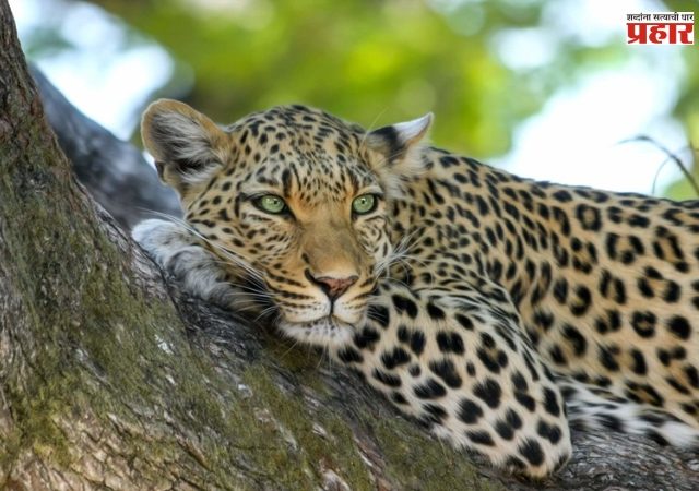 पुण्यात वाढतेय बिबट्याची दहशत! औंधनंतर आता धानोरीमध्ये बिबट्याचे दर्शन, नागरिकांमध्ये भीतीचे वातावरण