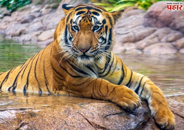 राणीबागेतील 'शक्ती' वाघाचा संशयास्पद मृत्यू! आठ दिवसांनंतर व्यवस्थापनाने केले उघड, का केली लपवाछपवी?