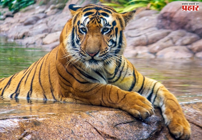 शक्ती वाघाचा मृत्यू न्युमोनियामुळे,  शव विच्छेदनाच्या प्राथमिक अहवालातून माहिती समोर