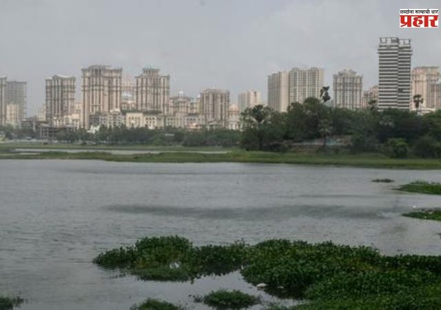 पवई तलावातील जलपर्णी वाढता वाढता वाढे, कंत्राटदाराला मिळाला १ कोटी रुपयांचा बोनस