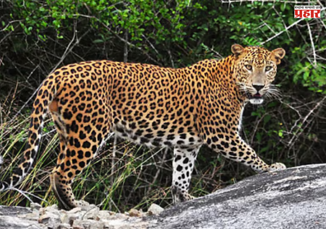 धक्कादायक! शिरुरमध्ये बालकावर बिबट्याचा हल्ला, संतप्त ग्रामस्थांनी पेटवले वनविभागाचे कार्यालय