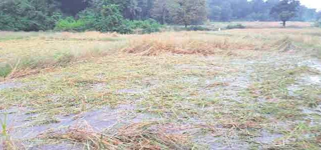 पावसातली भात कापणी...!