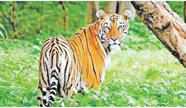 सह्याद्री व्याघ्र प्रकल्पाला वाघाचा आधार लाभला!